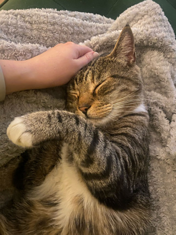 American Shorthair – Diego needs a new home
