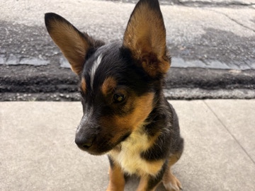 German Shepherd – male puppy looking for forever home – San Bernardino