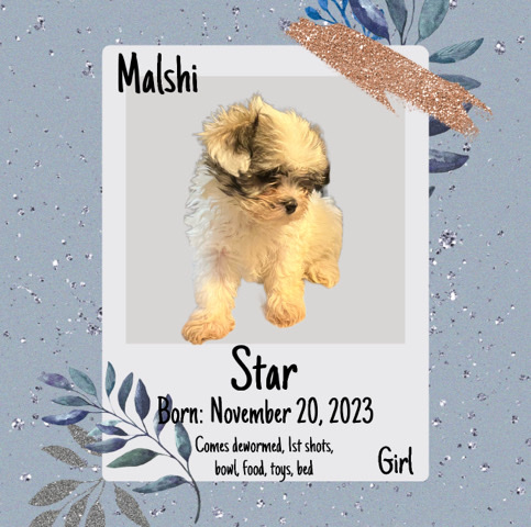 Malshi