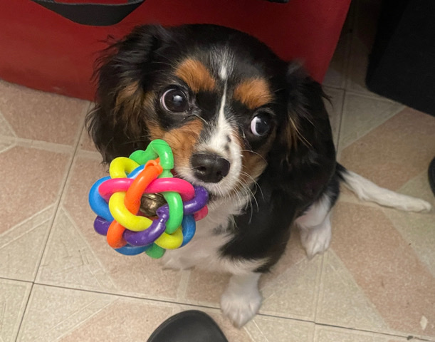 Rehome 9-months Cavalier King Charles Spaniel Boy