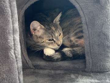 British Shorthair – Missy – Skegness