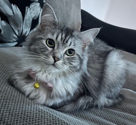 Ragdoll – ragdoll x Persian 2 year old female for sale.