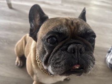 French Bulldog – Frenchie – Riverview
