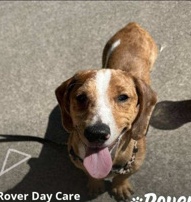 Dachshund – dachshund