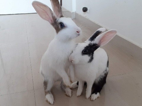 Male Bunny Rehome