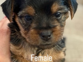 Yorkshire Terrier - yorkie puppy for sale  available for adoption in New Bedford
