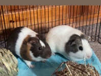 Guinea Pig – 2 boy guinea pigs – Newport