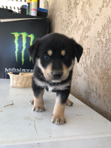 German Shepard/husky mix