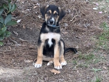 German Shepherd – We have to unfortunately find him a new home – North Augusta