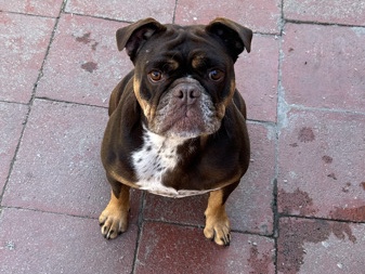 Olde English Bulldogge – Brandy – Los Angeles
