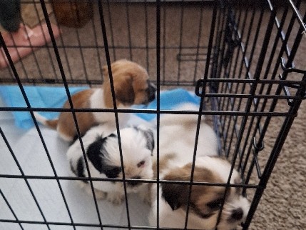 Shih Tzu – Suhi Tuz – DeSoto
