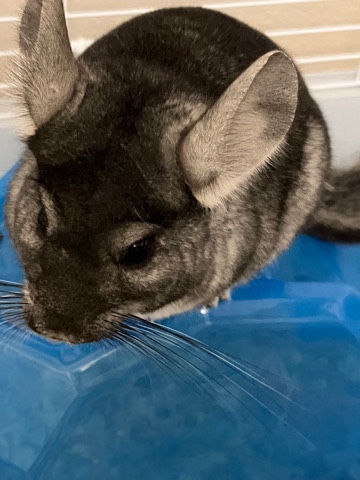 chinchilla – Sweet & handsome Chinchilla