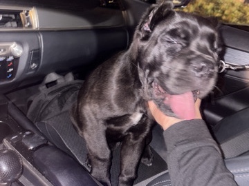 Cane Corso – Stunning Cane Corso Puppy – 12 Weeks Old – Oxnard – Oxnard