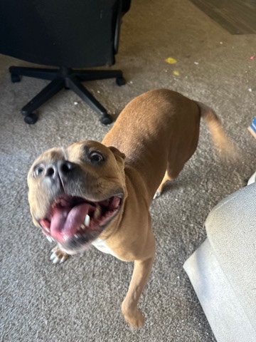 American Pit Bull Terrier – baby pit
