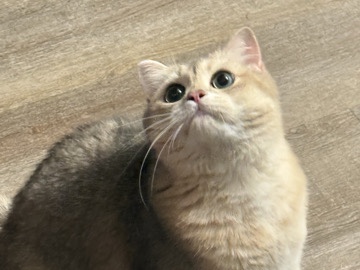 British Shorthair – British Shorthair Cat for Rehoming – 3 Years Old – Olivette