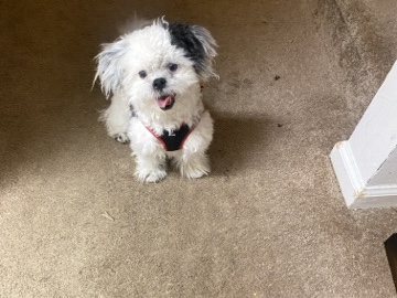 Shih Tzu – Puppy for sale ! – Virginia Beach