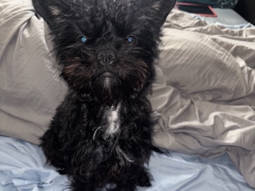 Yorkshire Terrier – yorkie mix
