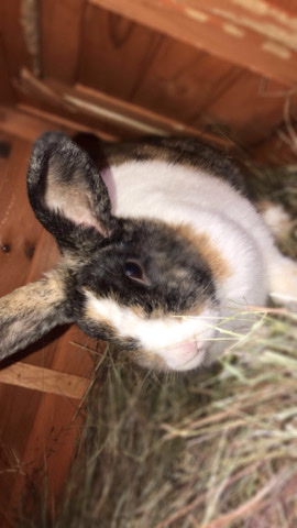 Dutch – beautiful harlequin Dutch rabbit with indoor cage