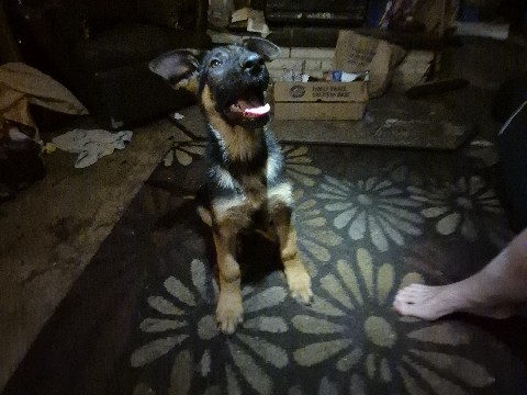 German Shepherd – German shepherd boy – Milwaukie
