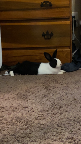Dutch – bunny for sell