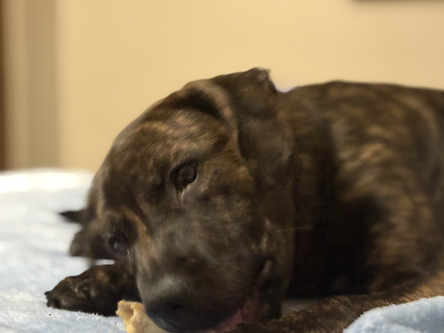 Bullmastiff – Chubbs – Akron