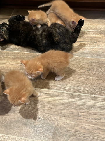 American Bobtail – bobcats