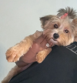 Yorkshire Terrier – Rehome