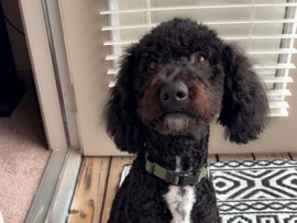 Goldendoodle – Sweet 1-Year-Old Goldendoodle for Sale in Madison – Madison