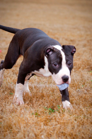 American Pit Bull Terrier – Pure Breed American Pitbull