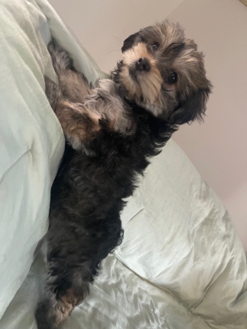Shih Tzu – puppies for sale