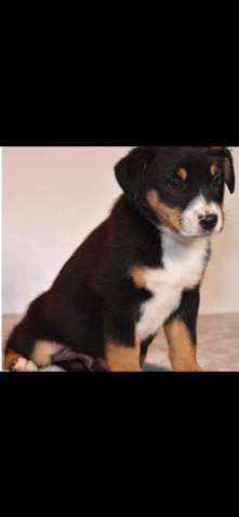 Australian Shepherd – Aussie puppy for sale asap