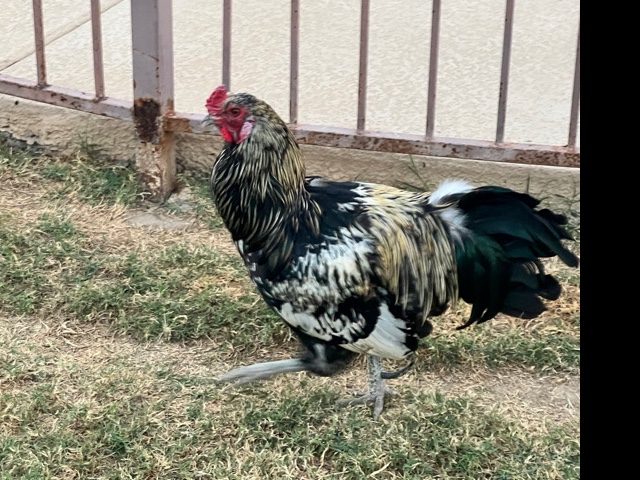 Big Rooster