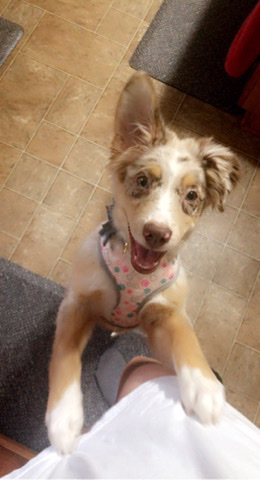 Australian Shepherd – Lady Saige!