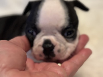 Boston Terrier – Boston babies – Gray