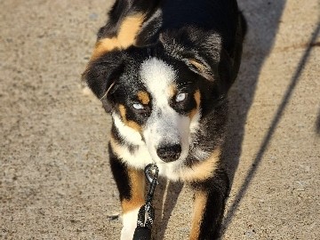 Loveable 1 yr old Mini Aussie