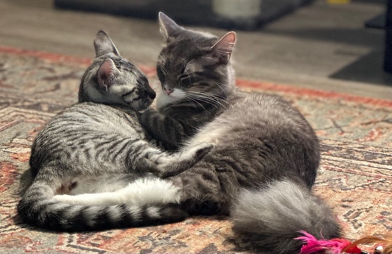 American Shorthair – rehoming cats