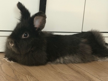 Lionhead – rabbit ready for sale looking for a new home comes with cage,food etc – Birmingham