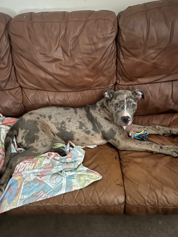 American Pit Bull Terrier – Hazel American Xl bully