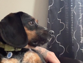 Brown & Tan Bluetick 