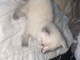 Katzen Babys suchen liebevolles Zuhause – Fintel