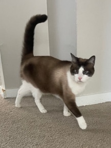 Siamese – cat