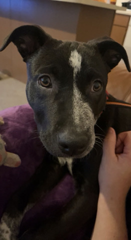 American Pit Bull Terrier – Oakley