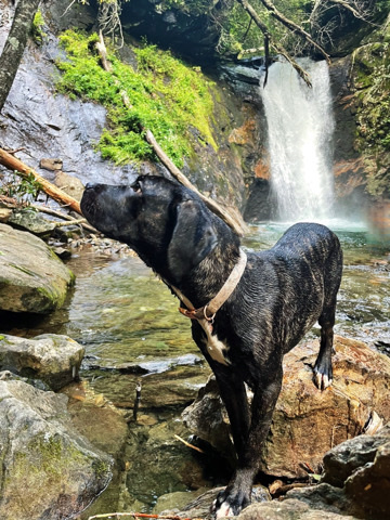Cane Corso – came corso