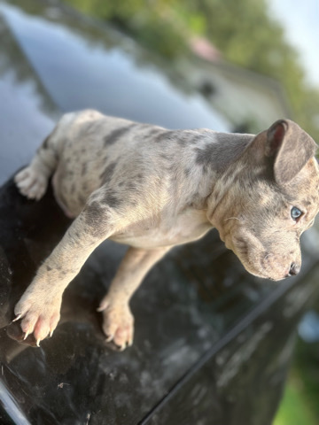 American Pit Bull Terrier – Sell