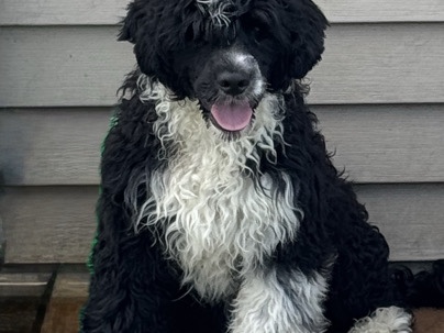 Portuguese Water Dog – Quality Chapionship lines – Indianapolis