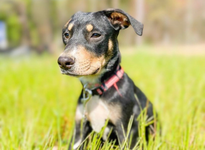 Doberman Pinscher – doberman and rottweiler Terrier mix “LUNA”