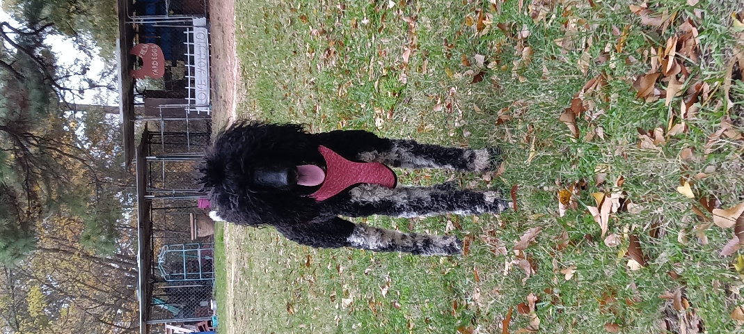 Poodle – standard poodle