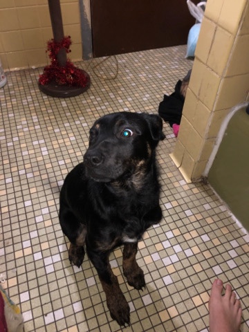 Rottweiler – lab and Rottweiler mix puppy