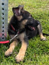 German Shepherd – 3 Month Puppy