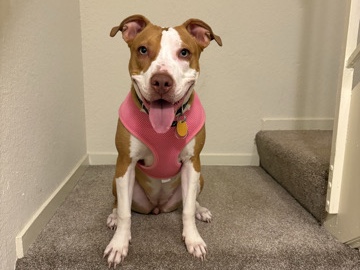 American Pit Bull Terrier – Diamond – Fremont